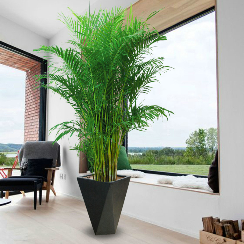 7种“大型花”，又美又高贵，客厅一放，吸光废气，人旺家旺