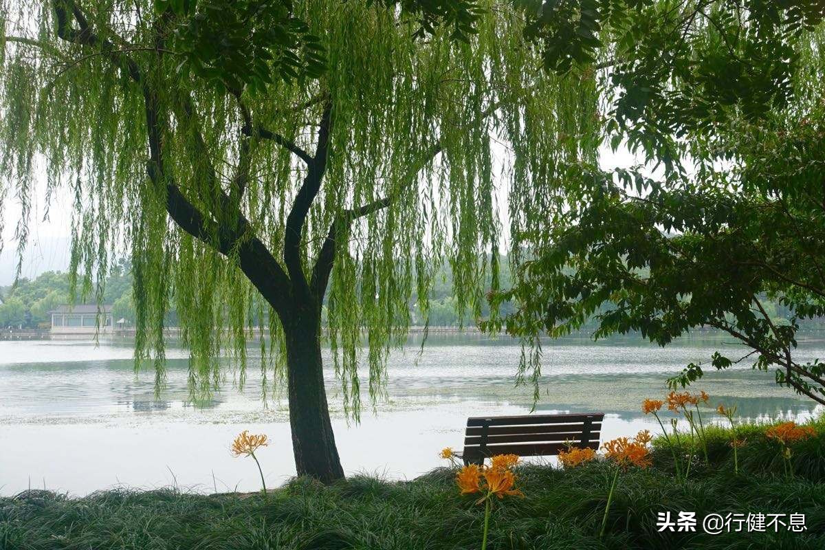 荷花十里桂三秋：十二首著名诗词，领略杭州的诗意之美