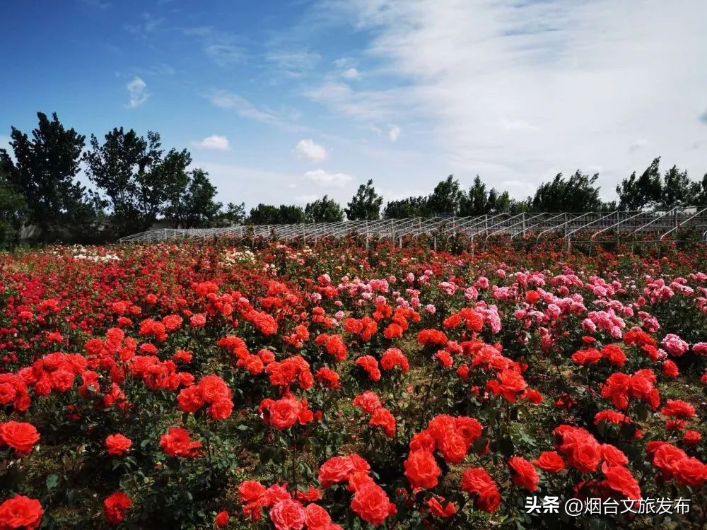 烟台旅游攻略必去景点（威海旅游攻略必去景点）-第11张图片-易算准