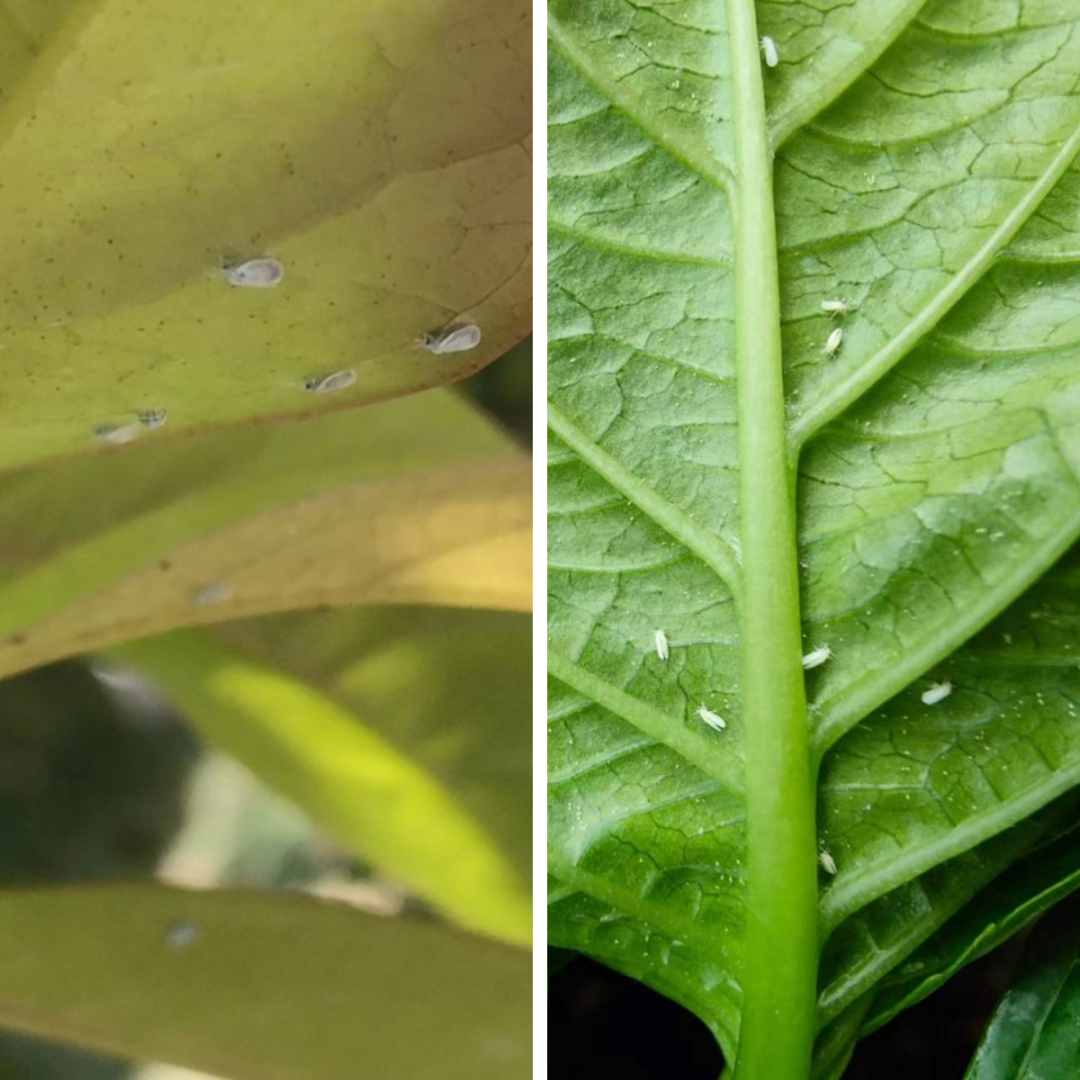 屋里有白蛾怎么办(屋里有白色飞蛾)-第2张图片-巴山号