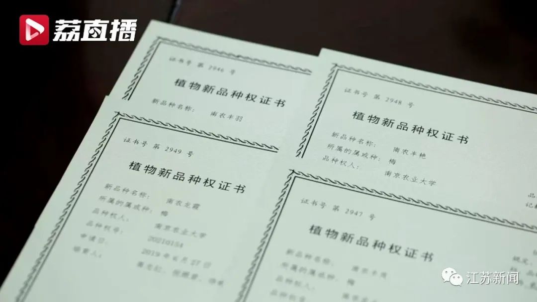 20年坚守三代人奋斗，这群&ldquo;最懂梅花的人&rdquo;，终于开出最美的花