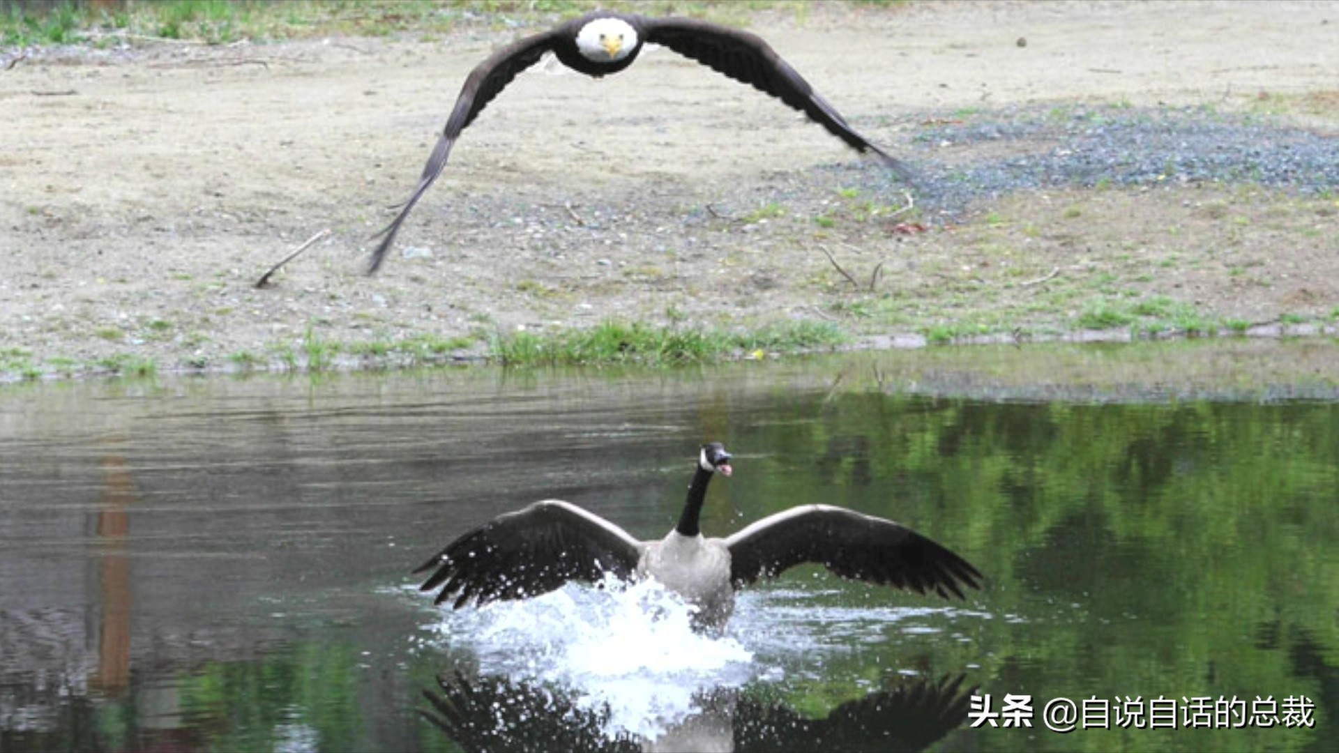 为什么动物都怕鹅？有鹅的地方没有蛇？大鹅的真实面貌超出你想象