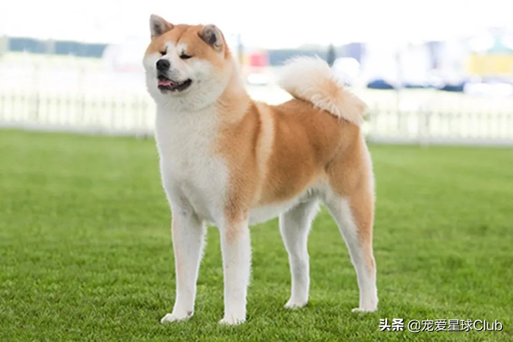 百科 | 秋田犬，感动世界的忠犬