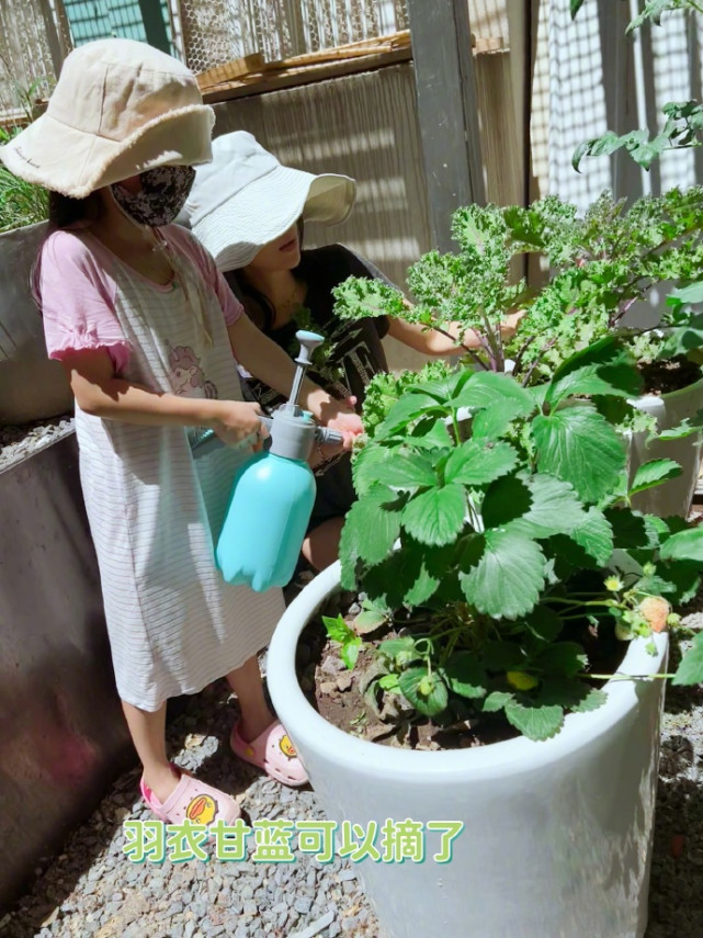 章子怡晒儿女种菜，醒醒晒黑弟弟长高，汪峰视角下子怡素颜罕曝光