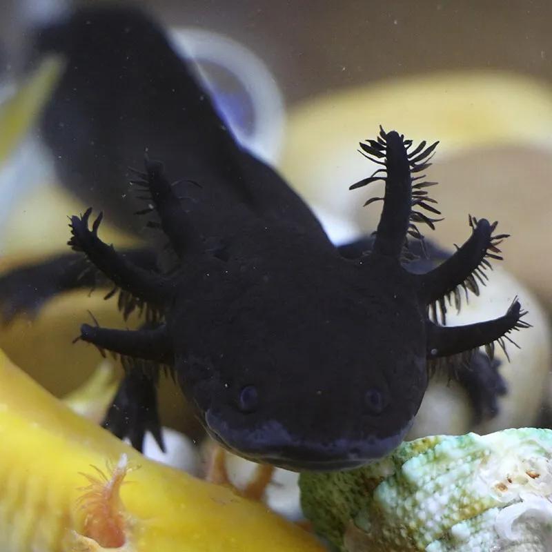 六角恐龙鱼美丽的六角恐龙鱼百科