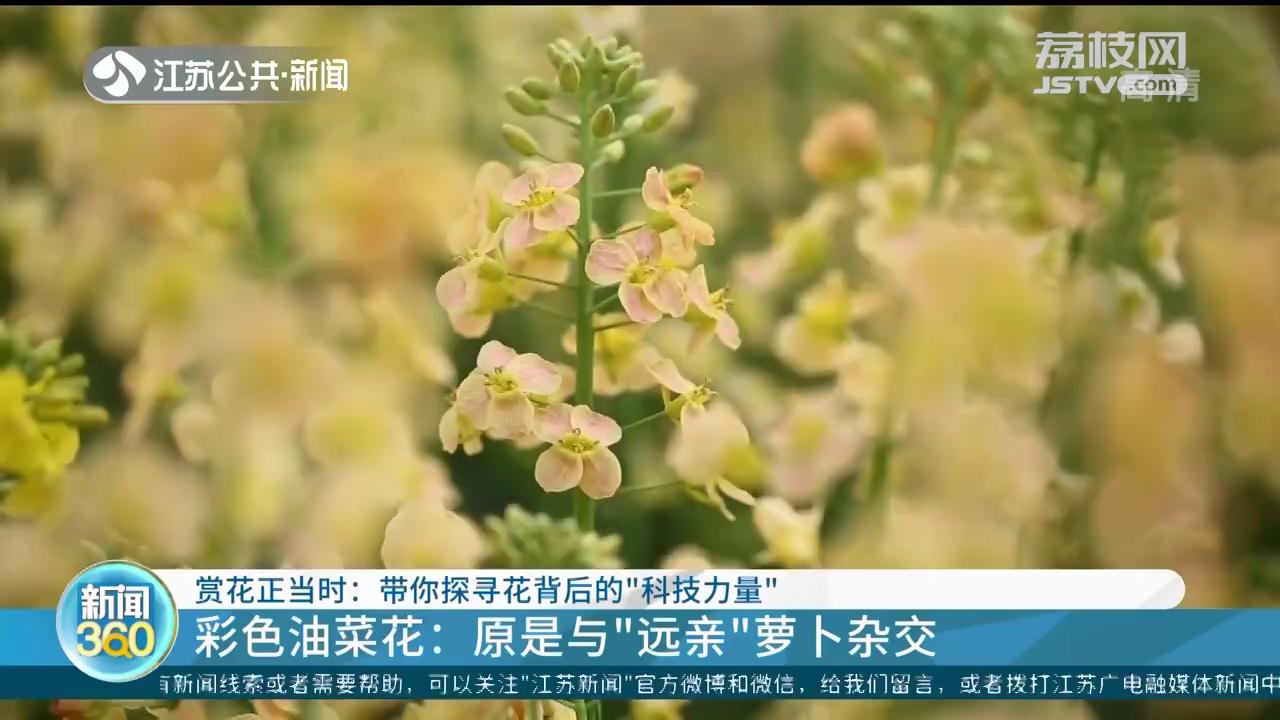 彩色油菜花原是与“远亲”萝卜杂交 探寻赏花背后的“科技力量”