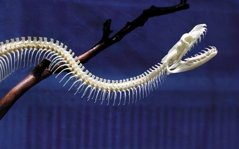 科学家"以身饲蛇",头被吞下时害怕了