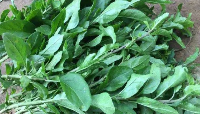 枸杞头,是枸杞树的嫩茎叶,别名枸杞芽,枸芽子,甜菜头,食味略带苦味,后