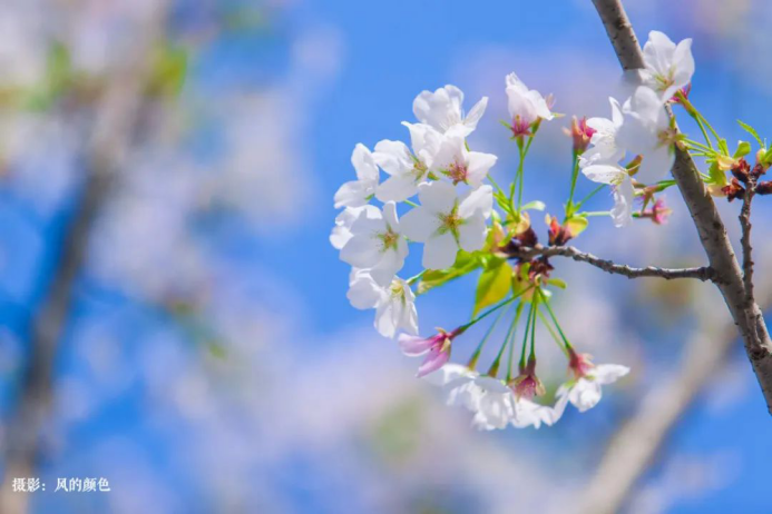 高清大图来袭！湖北高校“最美校花”新鲜出炉！颜值超高，惊艳众人！