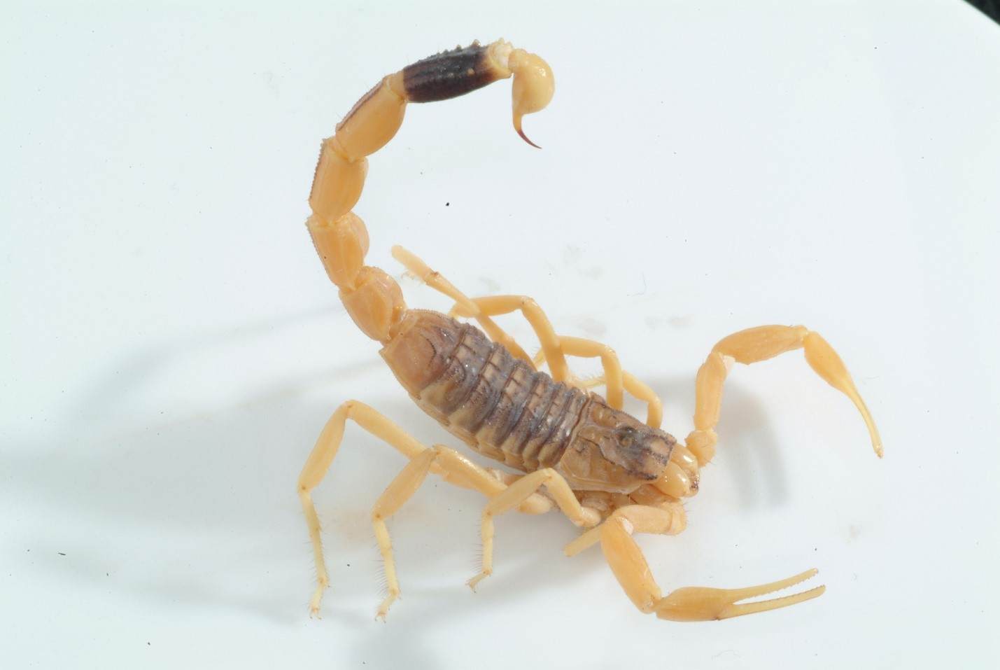 世界十大毒王第一名什么动物(十大毒王排名)-微赚云博客