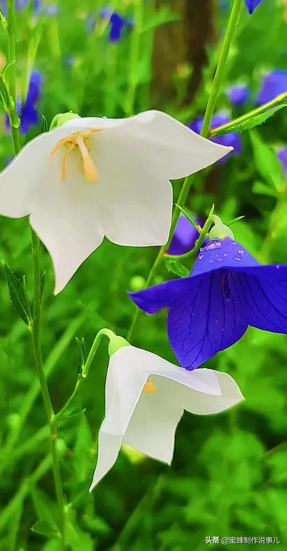 一路鲜花相伴，一路芬芳相随