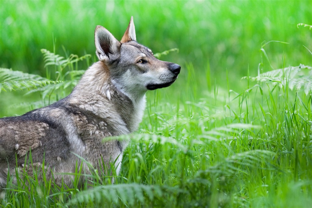 蒙古男孩用2年时间,将一匹孤狼,培养成了狼王