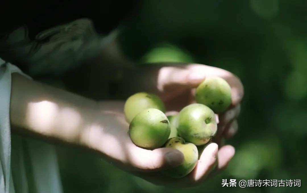 梅子青黄，春归于夏