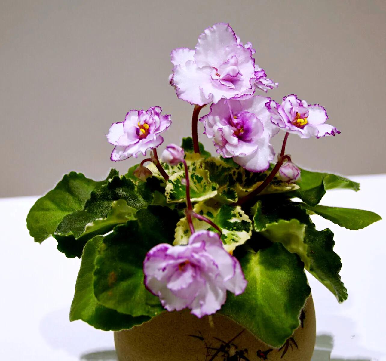 各种花的传说和花语:非洲紫罗兰花语_达一风水网