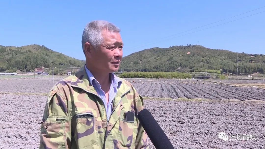 「全面推進(jìn)鄉(xiāng)村振興」姑田：種植檳榔芋 拓寬致富路
