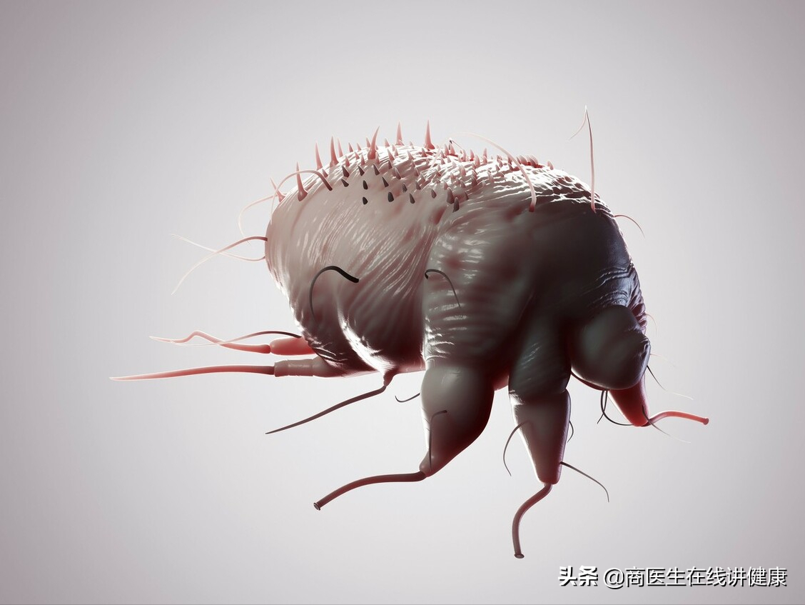 疥螨到底是什么?感染后有何症状?这几种传播途径,男女都要小心