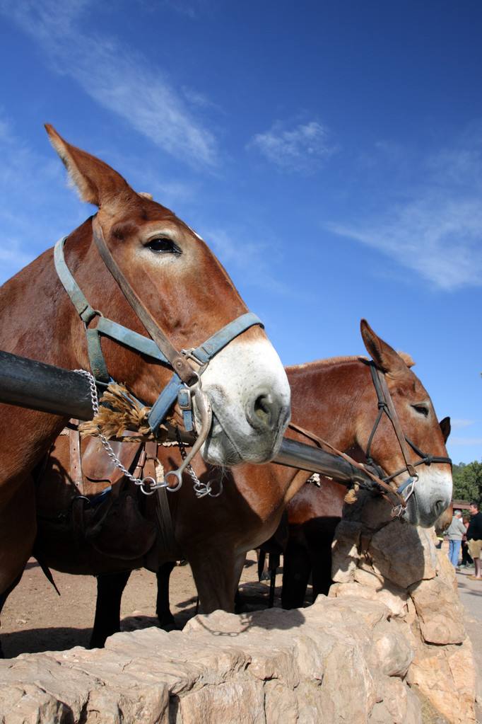 骡子为什么不能生育 骡子为什么不生育传说-思宇生活