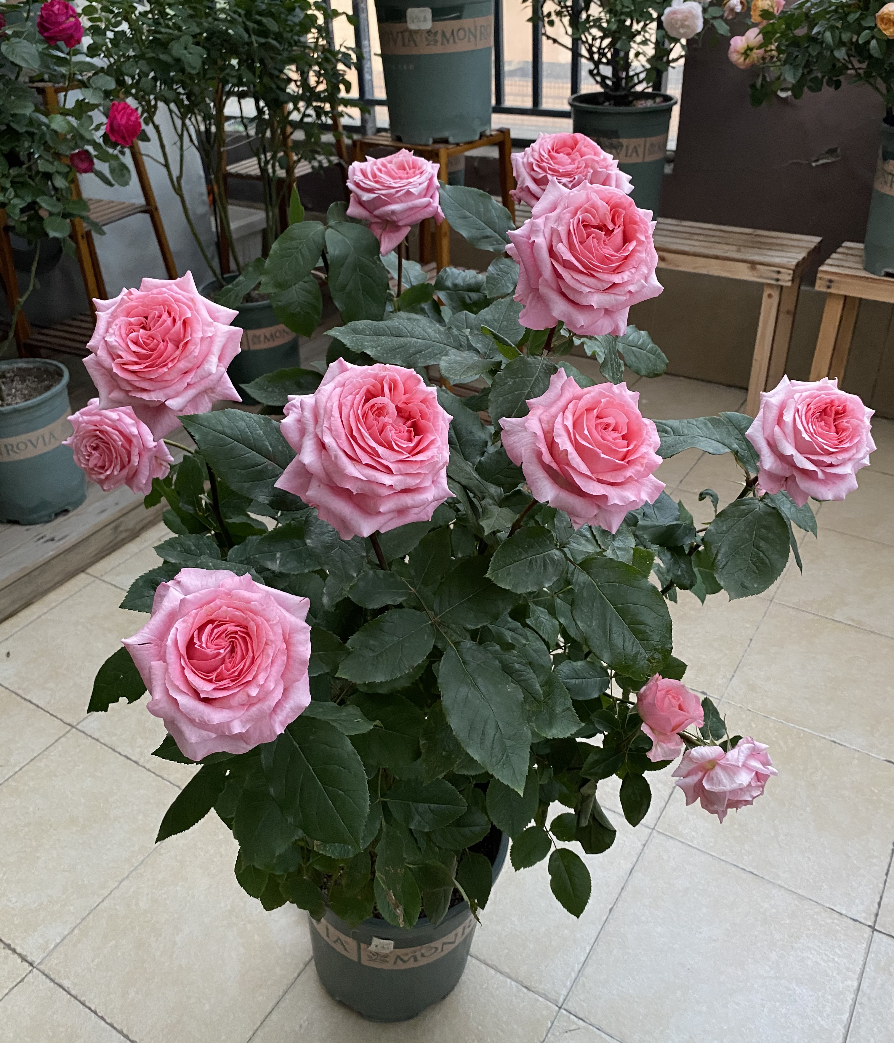 珊瑚果冻月季(长得像牡丹的月季—珊瑚果冻又美又香)