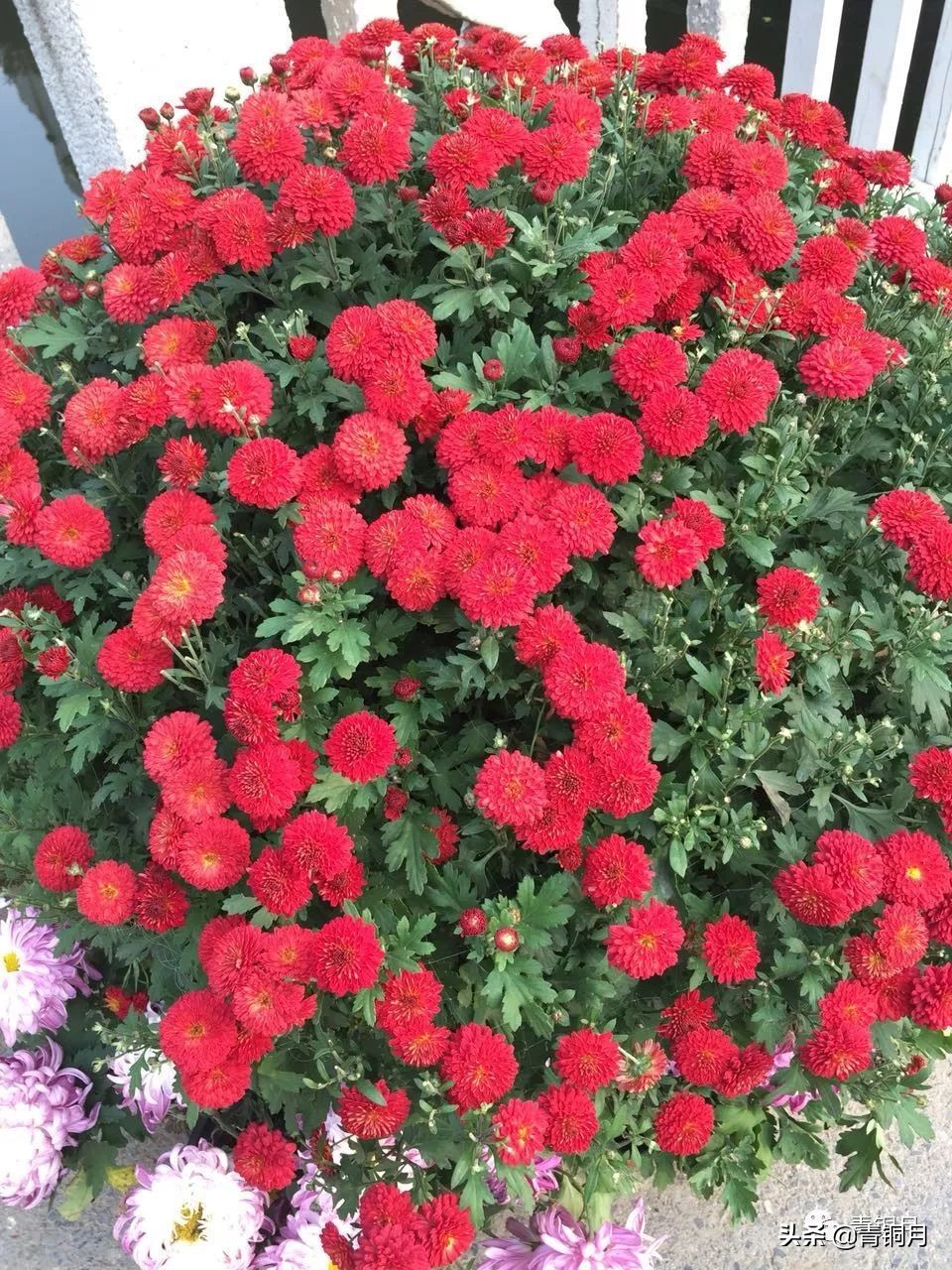 共读沈从文《边城》(纪念版)之短篇小说《黔小景》