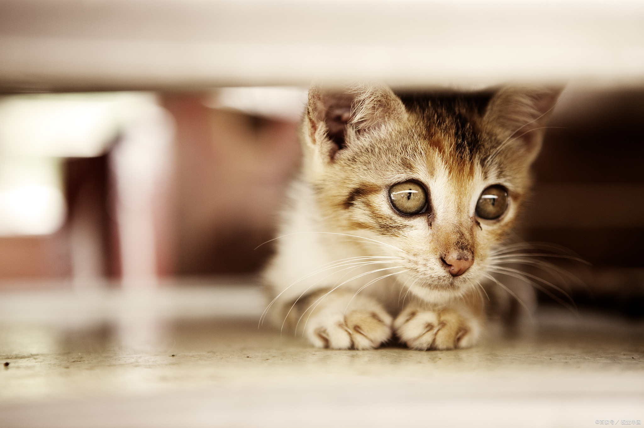 想对大学里养猫的同学说：请不要将爱心带到宿舍，我不喜欢猫