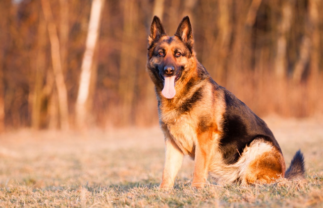 德国犬(别质疑“德国牧羊犬”，它的好坏，一目了然)