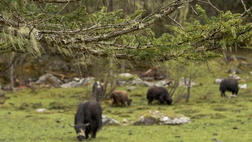 大疆RS 3稳定器测评：自动轴锁、蓝牙操控