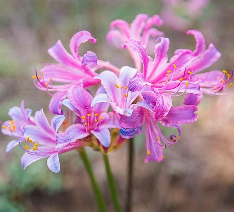 白色彼岸花（这种花真的适合家养吗小编告诉你答案）