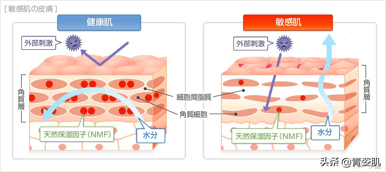 敏感肌大揭秘！你所需要的全在这里