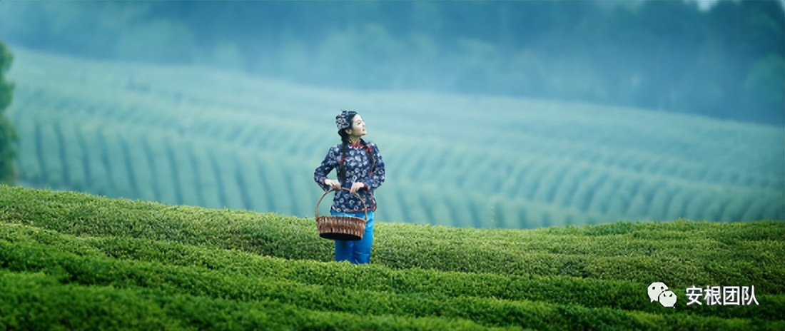 种植合作社对茶农绿色生产行为的影响