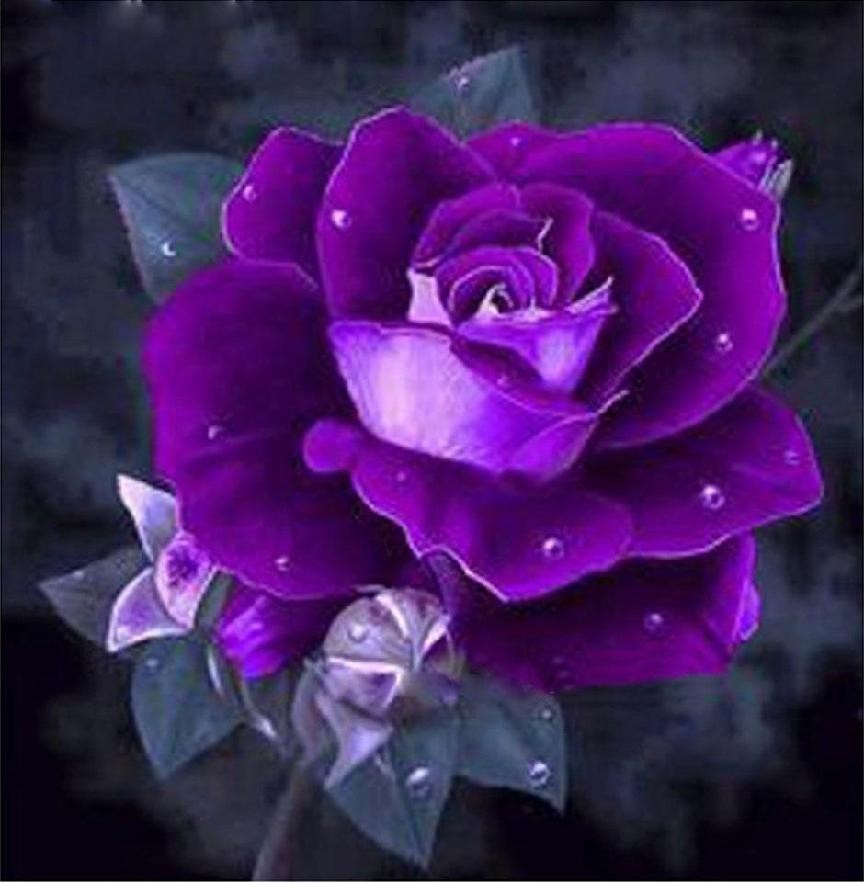 紫色玫瑰花代表什么?看过它的花语和寓意,你就会明白了