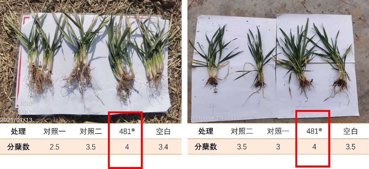 硕丰481,硕丰481芸苔素