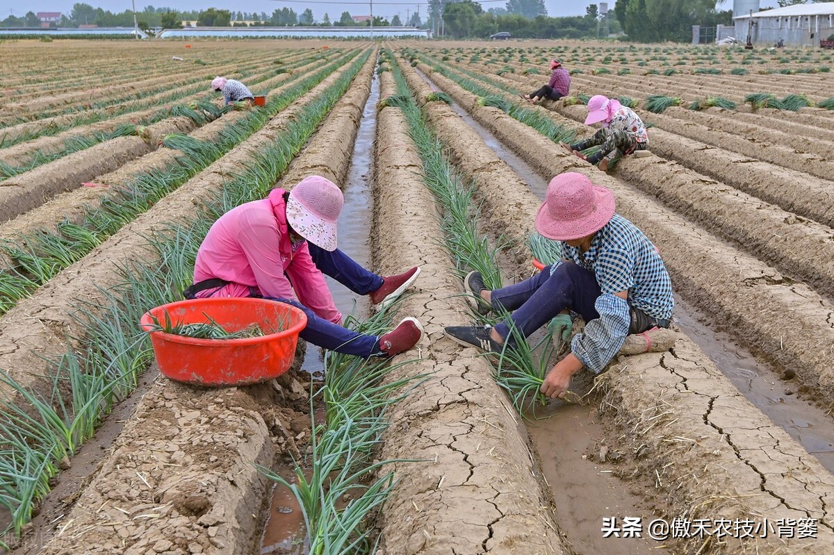 小葱的种植方法与时间（北方小葱的种植方法与时间）-第4张图片-科灵网