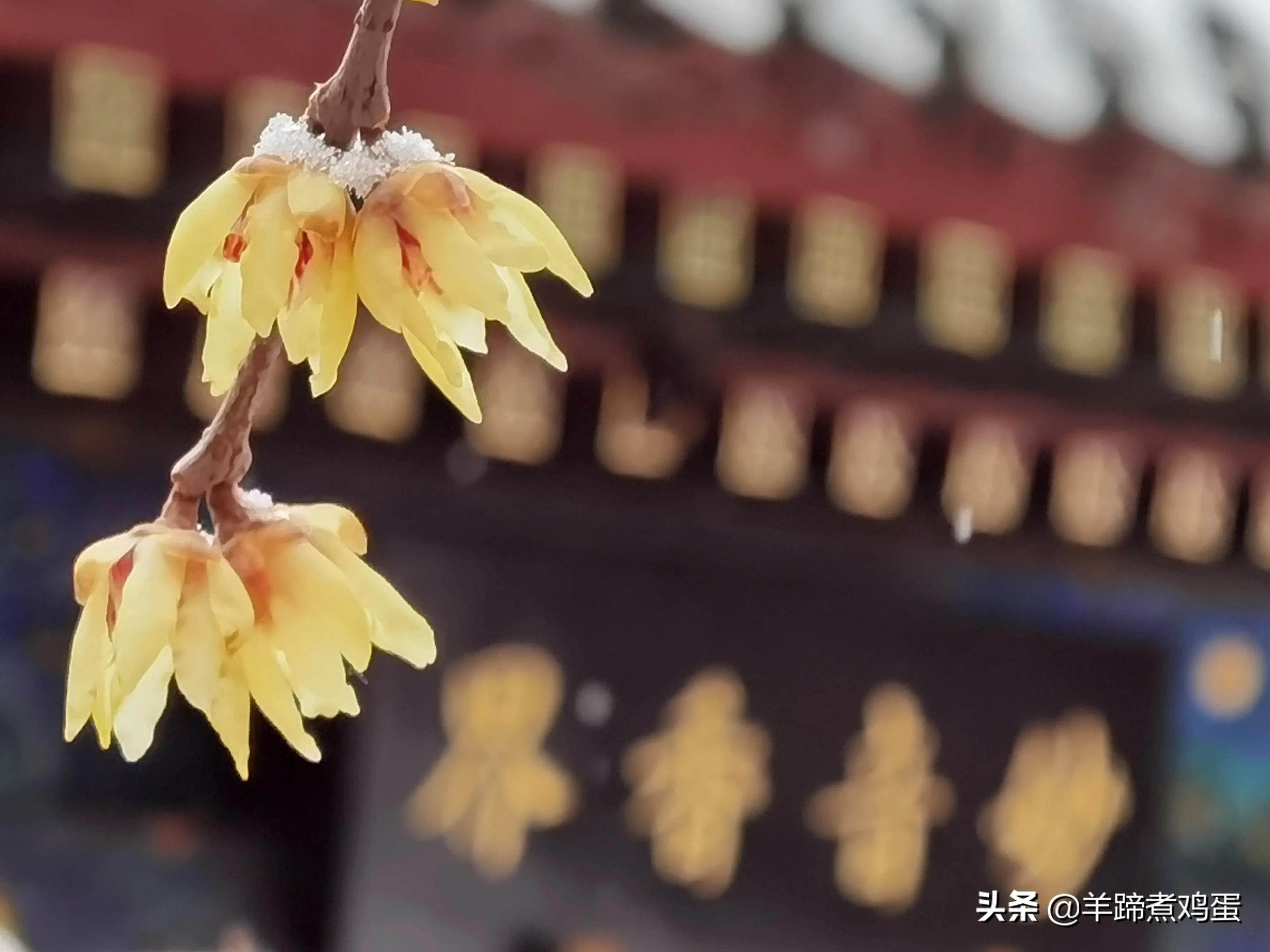 难览观园全画景雪覆腊梅一隅香——踏雪寻游北京大观园