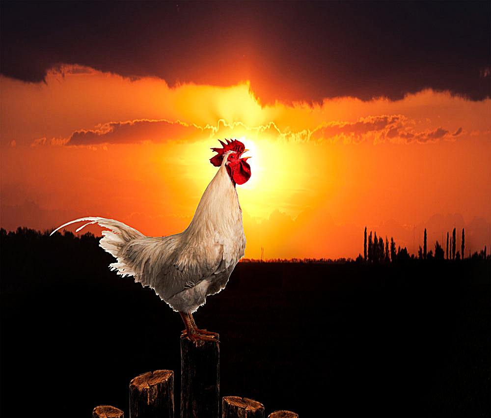 公鸡几点打鸣 公鸡一般在哪些地方打鸣 - 天云网