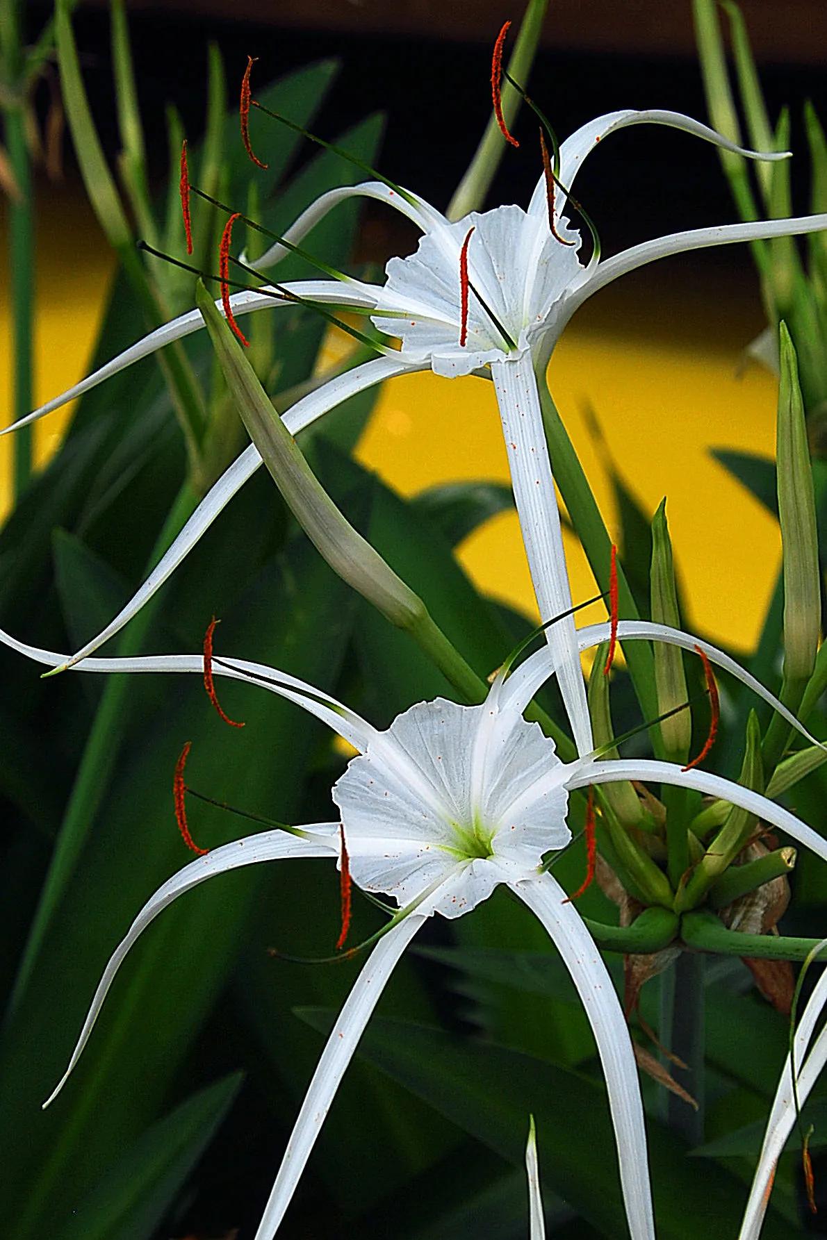 有 蜘蛛百合 螯蟹花之称的蜘蛛兰 茎中含毒你知道吗 天天看点