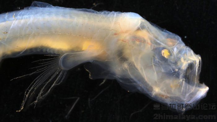 「澳大利亚」科学家在澳大利亚西海岸发现令人着迷的深海生物