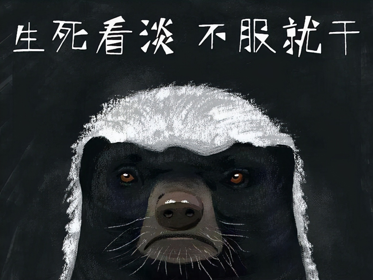 世界上最记仇的六种动物，天生好斗爱打架，能记你很多年