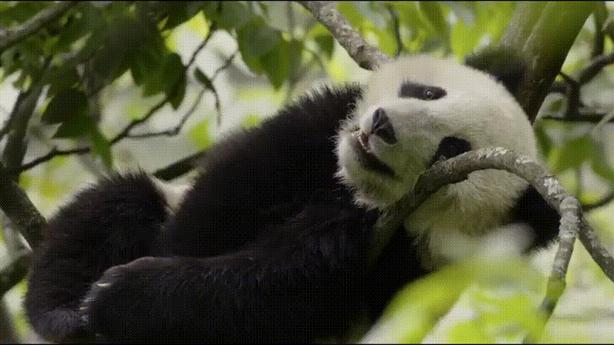 本季最佳喜剧，我妈看哭了，我气死了