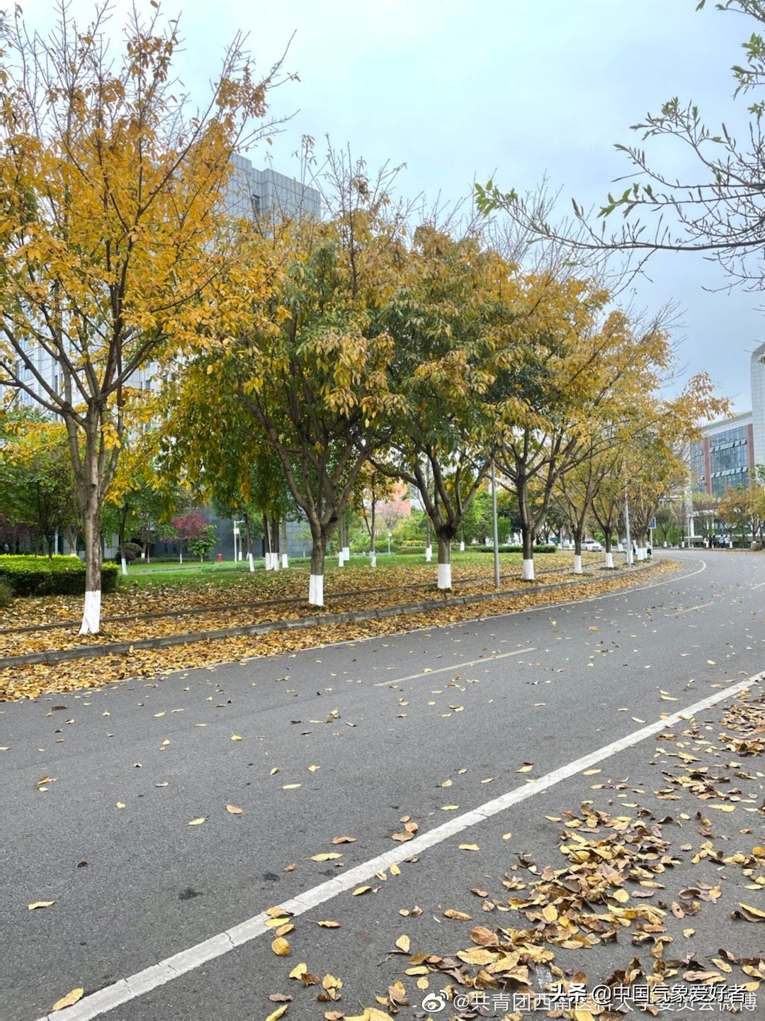 秋天落叶图片凄凉图片(南方多省落叶纷纷) - 赤虎壹号