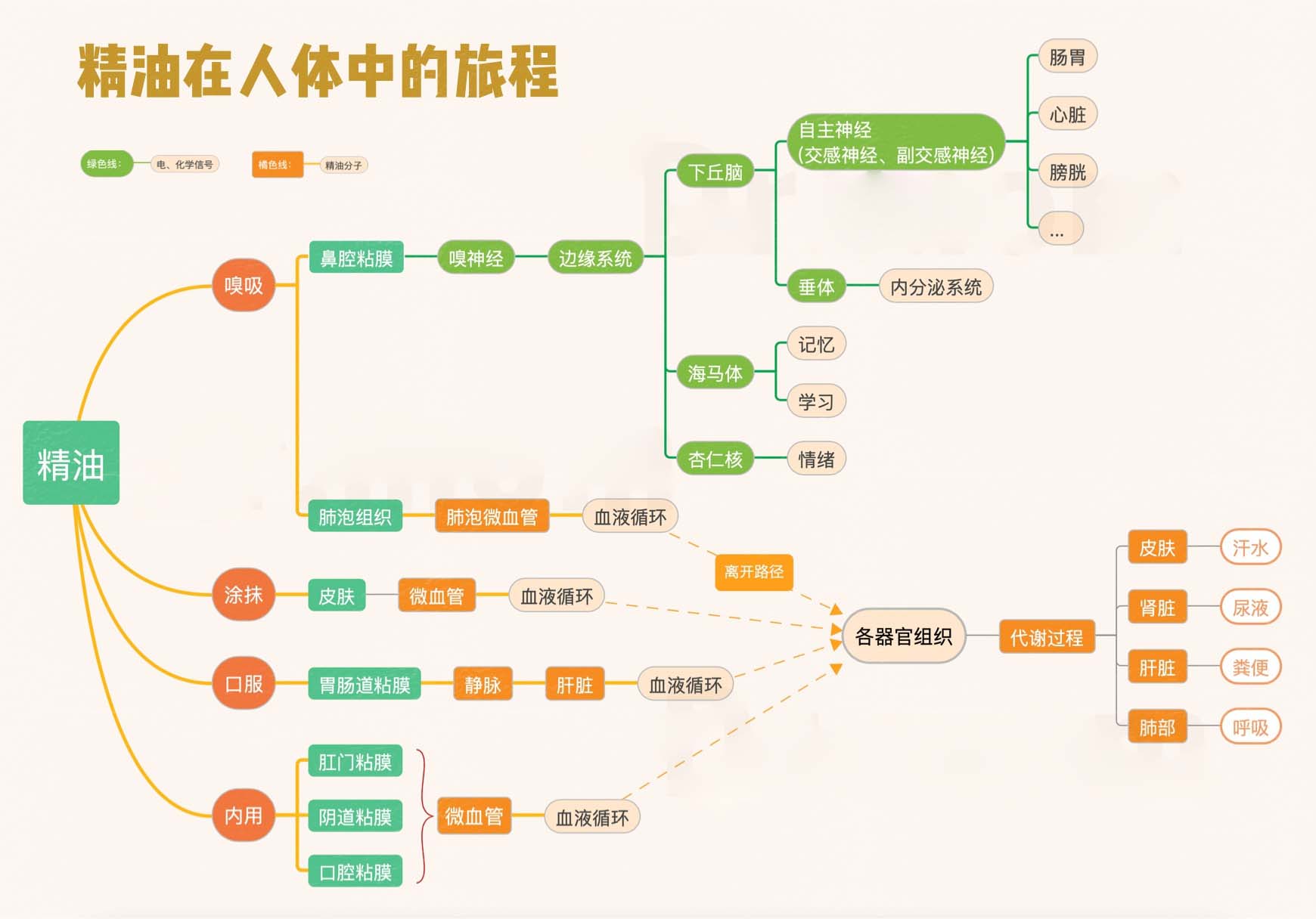 减肥精油的使用方法（懒人小姐姐的减肥秘籍，不费力不费时哦）