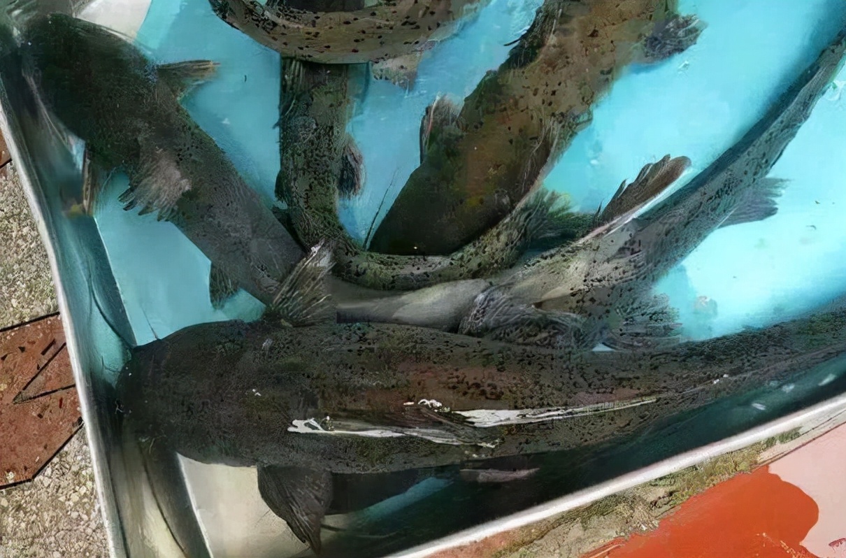 芝麻剑鱼多少钱一斤长得像鲶鱼