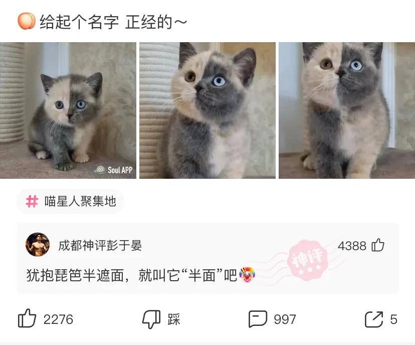 神评段子合集：准备拜访老丈人，提这些礼品过去一定会夸我懂事