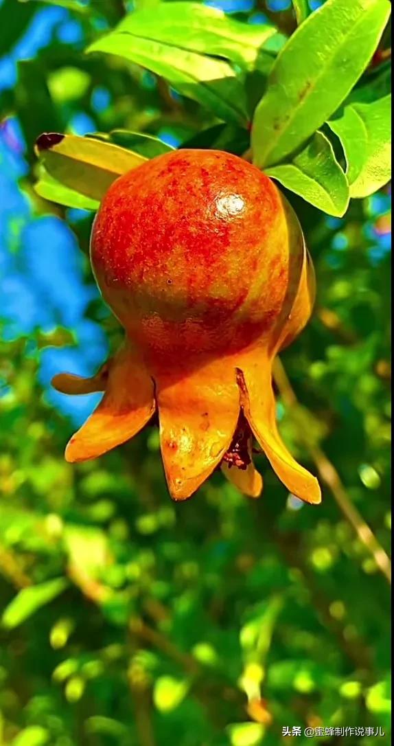 关于丰收的优美句子