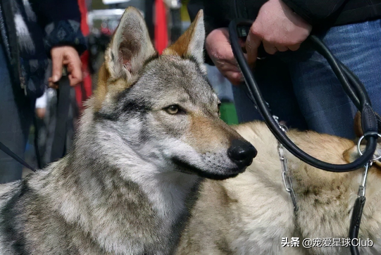 百科 | 捷克狼犬：我是真的狗