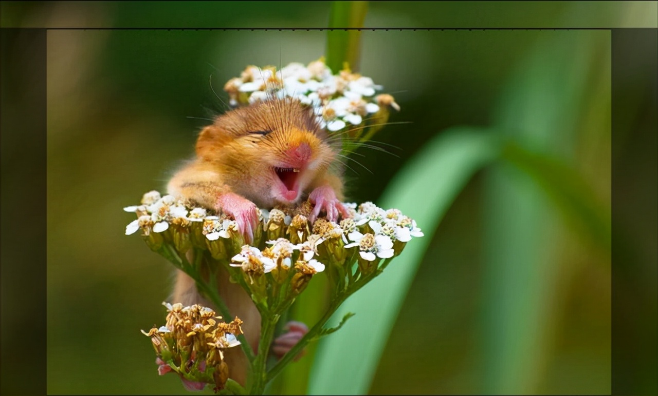 逗比图片(年度搞笑野生动物摄影作品欣赏之三) - 赤虎壹号