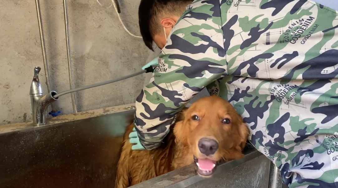 怎麼讓狗狗進入自己的房間門 狗狗關房間裡不停抓門-雙佳迪