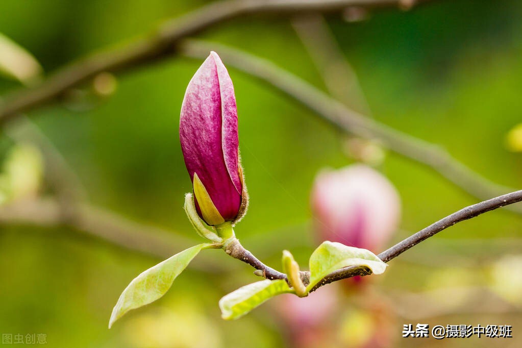 拍花的5個(gè)低級(jí)錯(cuò)誤，毀了這3張照片，講解玉蘭花攝影技巧