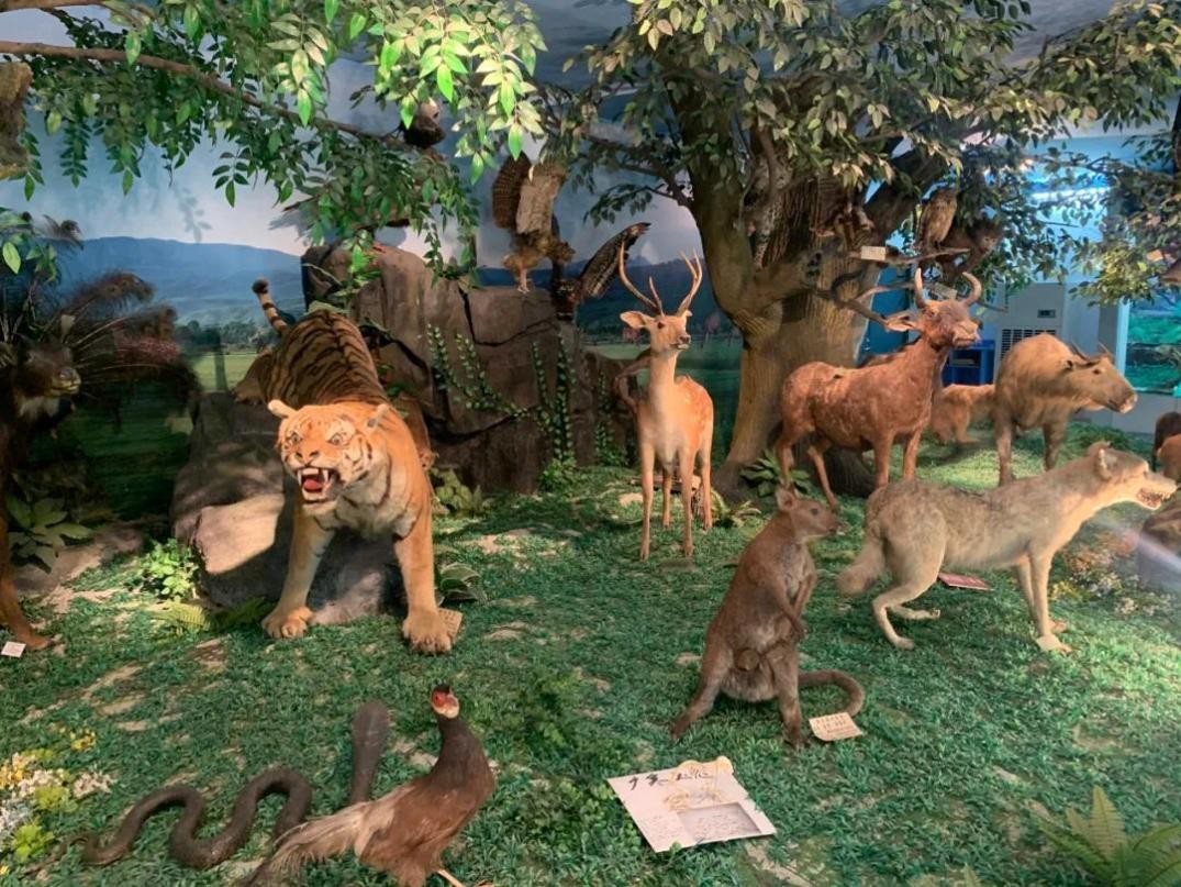 建筑面积820平米！湖北“超火”标本馆,上榜省级名单，可免费参观