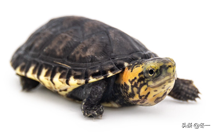 漂唇价格表入门乌龟怎么选