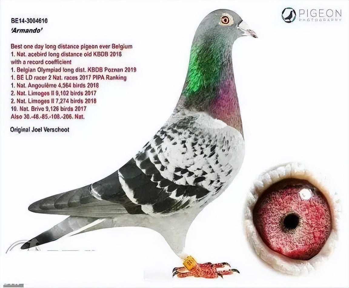 中国最贵十个鸽子品种超级名鸽图片